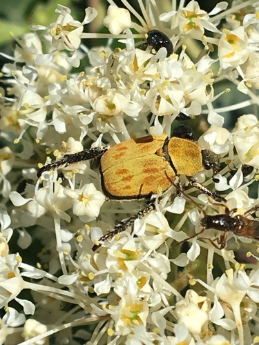 iNaturalist observation photo of Hoplia dispar