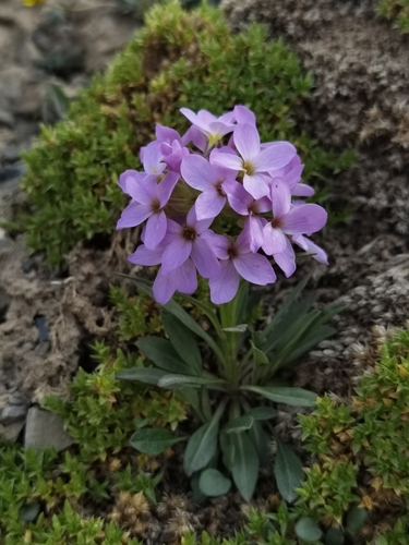 Erysimum roseum