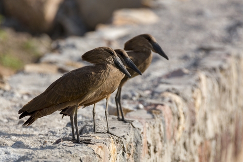 Hamerkop
