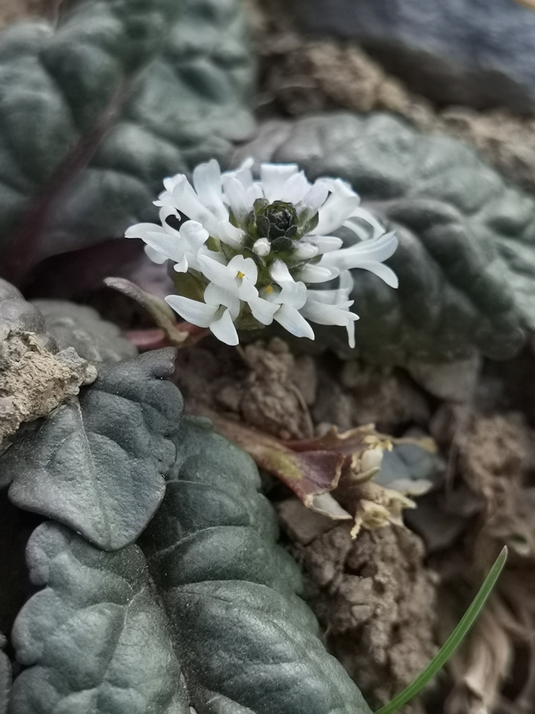 Lagotis brevituba