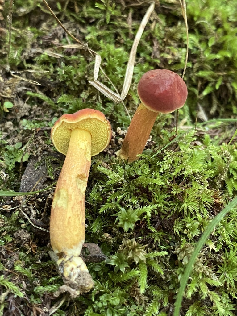 Hortiboletus in July 2023 by Jim Oehmke. No blue · iNaturalist