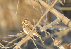Emberiza rustica
