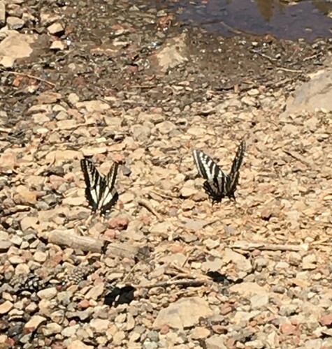 iNaturalist observation photo of Pale Swallowtail