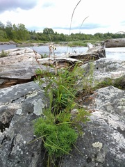 Erigeron hyssopifolius