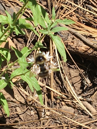 iNaturalist observation photo of Bumble Bees