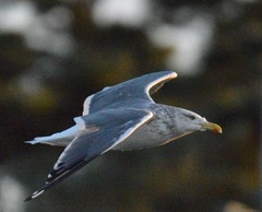 Larus argentatus vegae