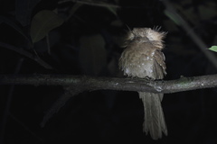 Batrachostomus moniliger