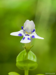 Lindernia rotundifolia