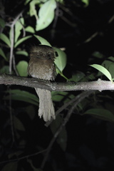 Batrachostomus moniliger