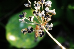 Ptecticus testaceus