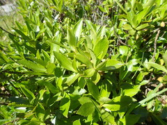 Traversia baccharoides