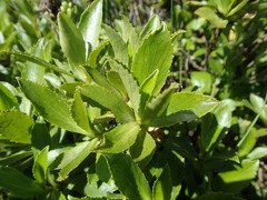Traversia baccharoides