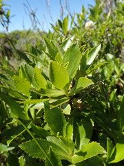 Traversia baccharoides