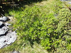 Traversia baccharoides