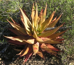 Aloe microstigma