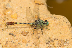 Arigomphus submedianus