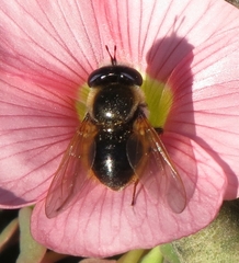 Corsomyza brevicornis
