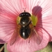 Corsomyza brevicornis - Photo (c) Marion Maclean,  זכויות יוצרים חלקיות (CC BY-NC), הועלה על ידי Marion Maclean