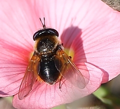 Corsomyza brevicornis
