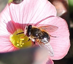 Corsomyza brevicornis