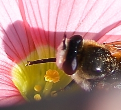 Corsomyza brevicornis