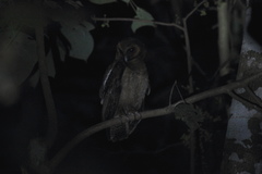 Strix leptogrammica