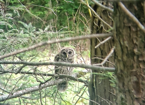 Barred Owl photographed in Tennessee