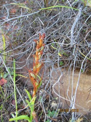Disa