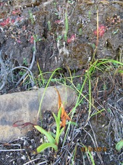 Disa