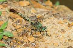 Arigomphus submedianus