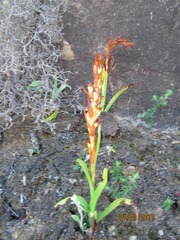 Disa