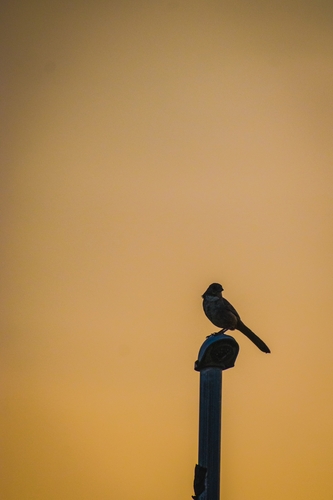 White-throated Towhee (Melozone albicollis), photo 7