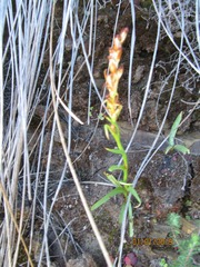 Disa