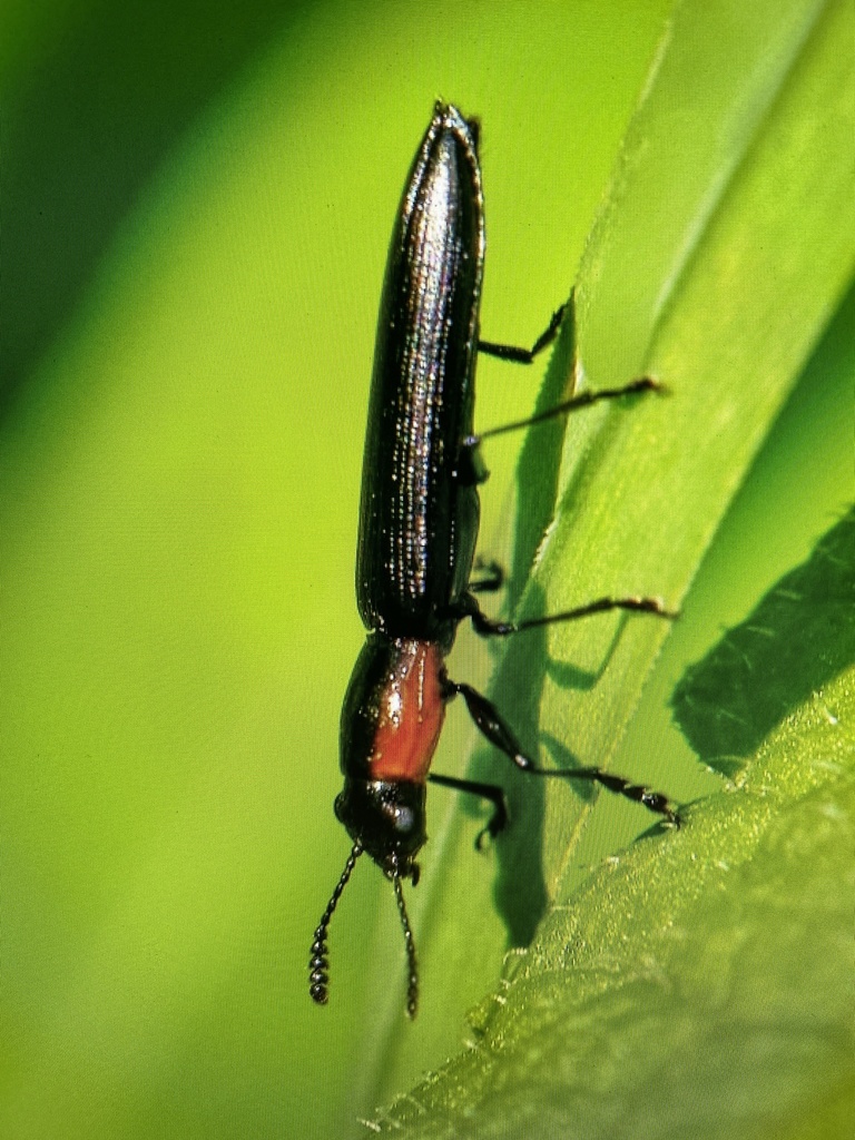 Slender Lizard Beetle From Urquhart Butterfly Garden, Dundas, Ontario 