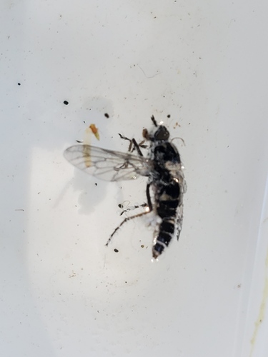 iNaturalist observation photo of Stiletto Flies