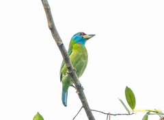 Psilopogon asiaticus