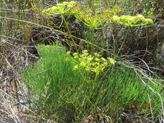Nanobubon strictum