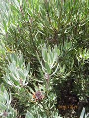 Protea burchellii × laurifolia