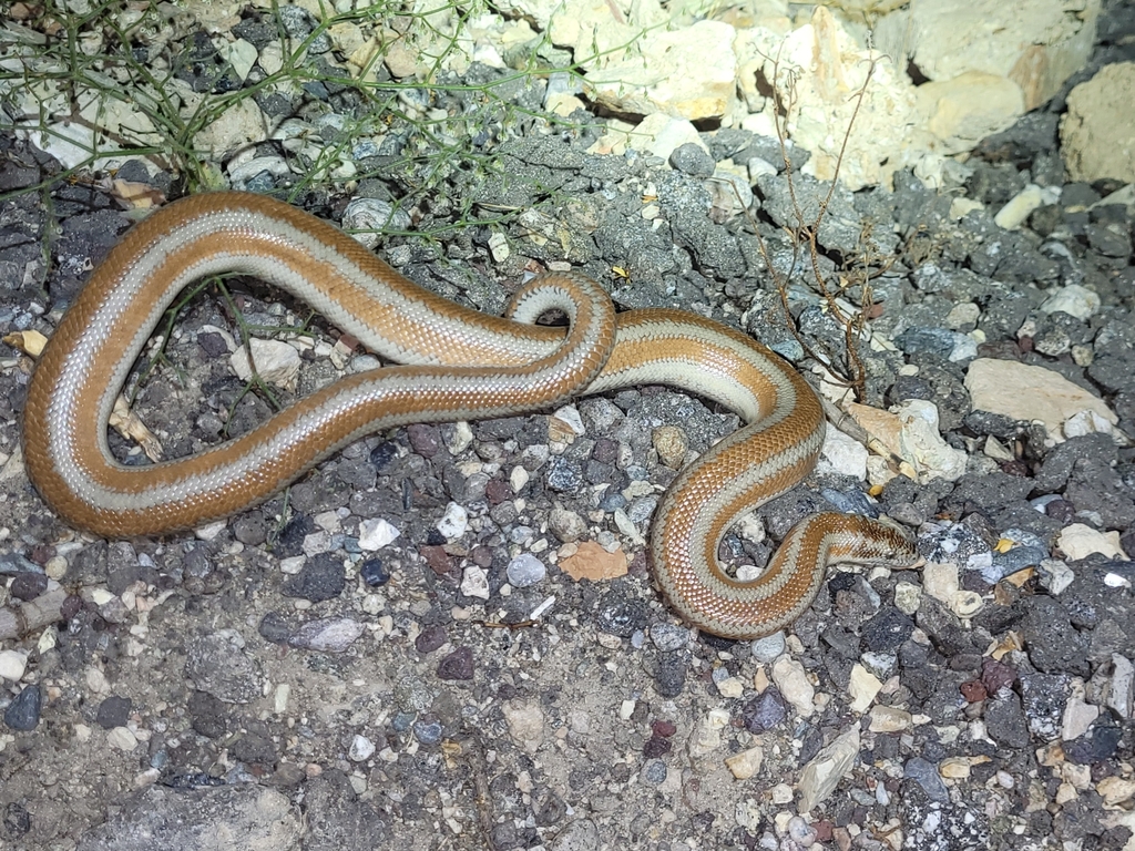 Photo of a Coastal Rosy Boa