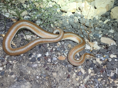 Northern Three-lined Boa, Lichanura orcutti