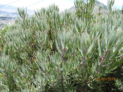Protea burchellii × laurifolia