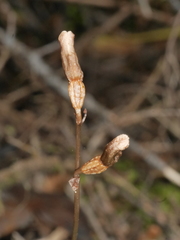 Gastrodia minor