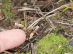 Gastrodia minor
