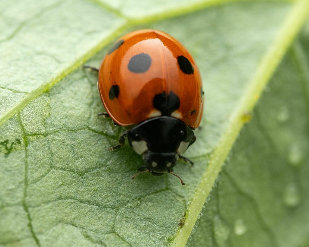 Seven-spotted Lady Beetle from Page County, VA, USA on June 24, 2023 at ...