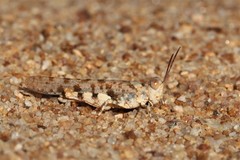 Sphingonotus erythropterus