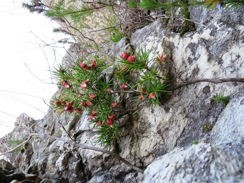 Image of Erica lanuginosa by (c) linkie, some rights reserved (CC BY)