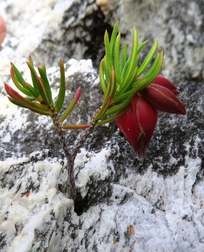 Image of Erica lanuginosa by (c) linkie, some rights reserved (CC BY)