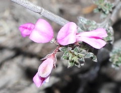 Indigofera pilgeriana