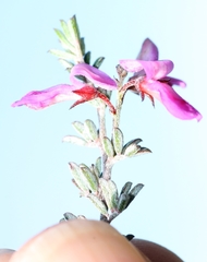 Indigofera pilgeriana