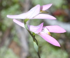 Disa bifida